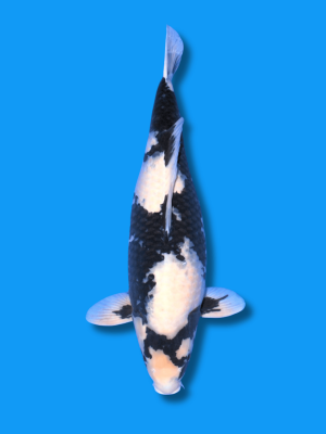 Shiro Utsuri | Koi&Co.